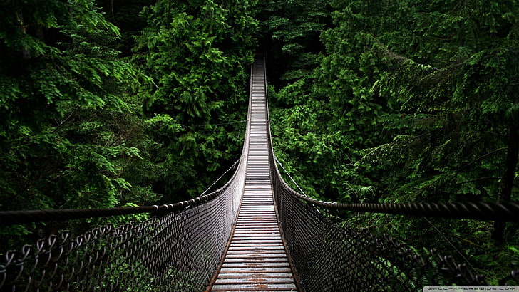 коричневый висячий мост, висячий мост в окружении деревьев, мост, лес, природа, деревья, винтаж, грин, пейзаж, Венесуэла, HD обои
