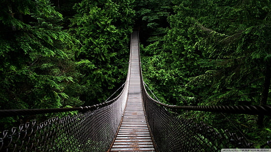 braune Hängebrücke, Hängebrücke umgeben von Bäumen, Brücke, Wald, Natur, Bäume, Jahrgang, Grün, Landschaft, Venezuela, HD-Hintergrundbild HD wallpaper