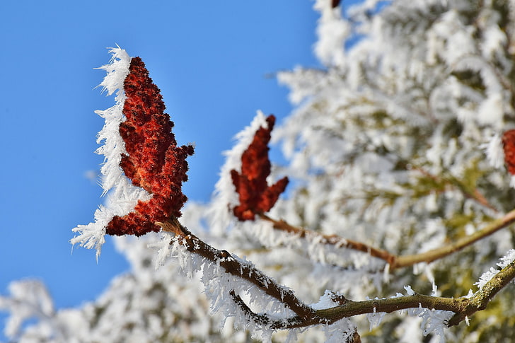 árbol, flor, invierno, nieve, invernal, floración, cielo, Fondo de pantalla HD
