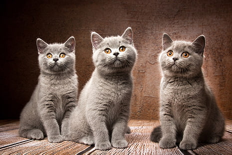 latar belakang, anak kucing, trio, Trinity, British Shorthair, Natalia Lays, Wallpaper HD HD wallpaper