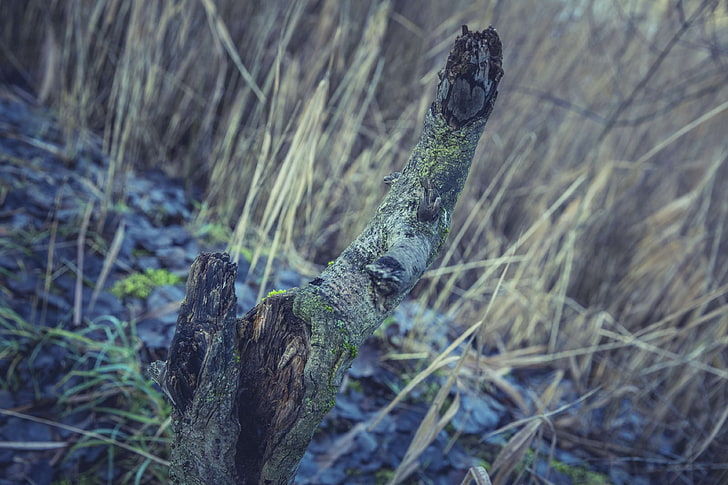 branch, forest, limb, weathered, wood, HD wallpaper