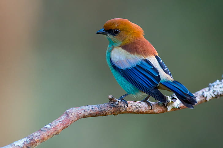 pássaro amarelo e azul, Tangara preciosa, amarelo e azul, pássaro azul, Tanager-suportado, pássaro, animal, animais selvagens, natureza, azul, filial, bico, HD papel de parede