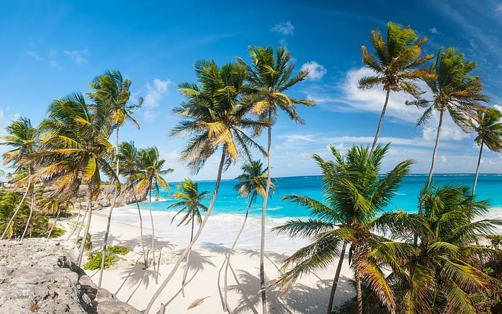 plage, palmiers, tropical, mer, Fond d'écran HD