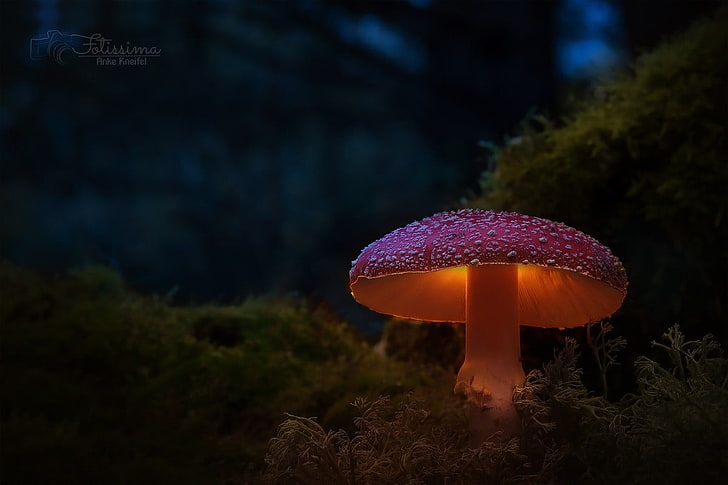 brown mushroom, photography, mushroom, HD wallpaper