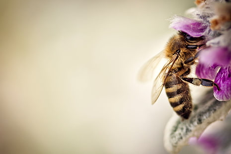 honungsbi, bi uppflugen på rosa blomma selektivt fokus foto, natur, makro, blommor, bin, insekt, djur, HD tapet HD wallpaper