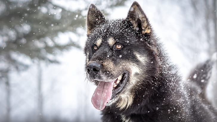 naturaleza, lengua afuera, animales, perro, nieve, Fondo de pantalla HD