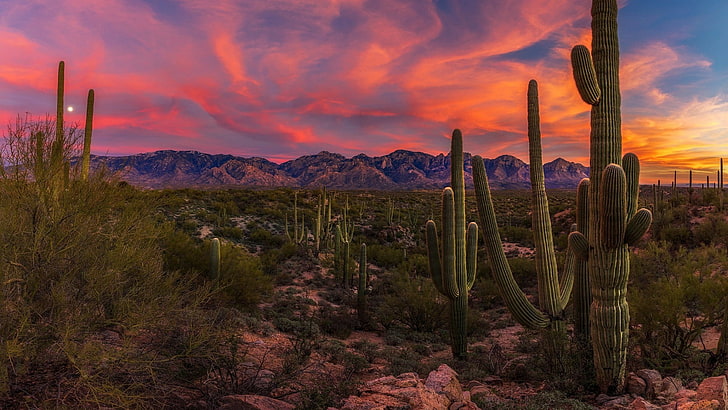 himmel, kaktus, wildnis, vegetation, wolke, kakteen, landschaft, sonnenaufgang, morgen, honey bee canyon park, morgendämmerung, oro valley, arizona, vereinigte staaten, saguaro, HD-Hintergrundbild