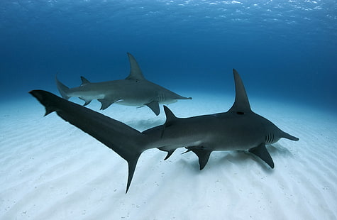 mare, pesce, grande squalo martello, Sfondo HD HD wallpaper
