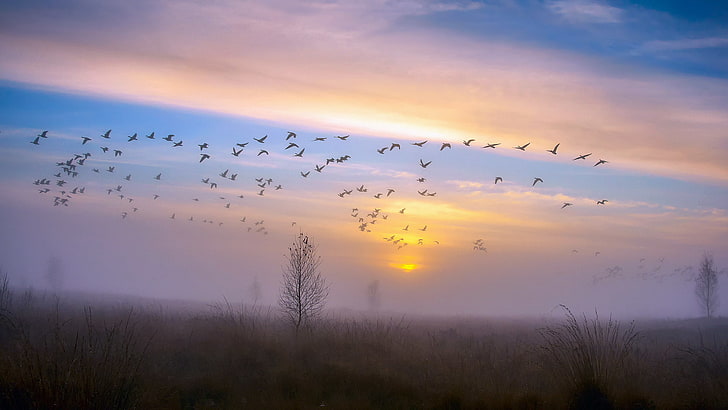 flock of birds, autumn, the sky, sunset, birds, fog, Rosa, tree, duck, pack, the evening, after the rain, crows, geese, November, HD wallpaper