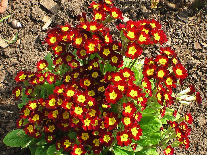 rote und gelbe Blütenblattblume, Primel, Blumen, hell, bunt, HD-Hintergrundbild
