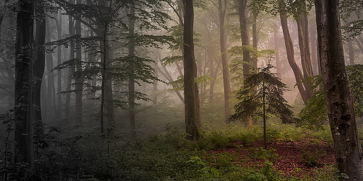 природа, пейзаж, мъгла, гора, дървета, храсти, сутрин, HD тапет