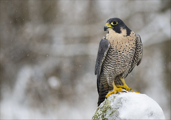 uccello nero e marrone, inverno, aspetto, neve, uccello, predatore, profilo, falco, pellegrino, Sfondo HD