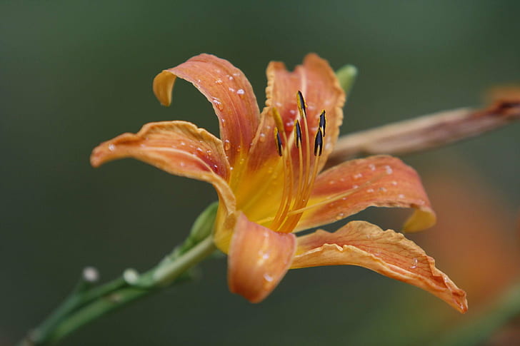 close up photo of orange petaled flower, first, f2, shot, close up, photo, orange, flower  flower, nature, plant, close-up, petal, flower, flower Head, leaf, HD wallpaper
