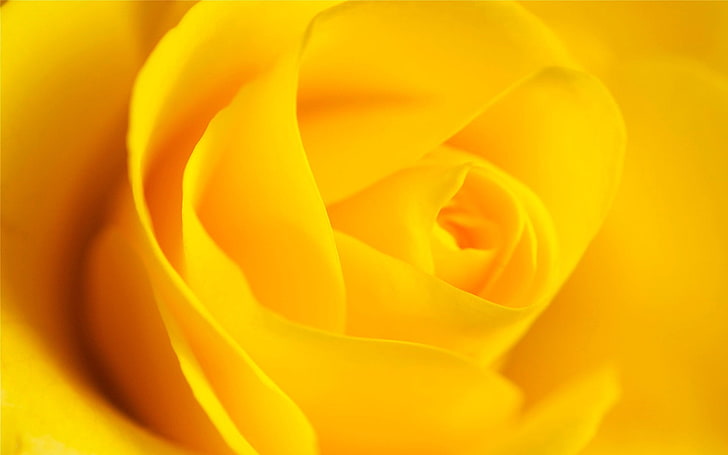 التصوير البؤري الانتقائي لزهرة الوردة الصفراء والزهور والورود والزهور الصفراء، خلفية HD