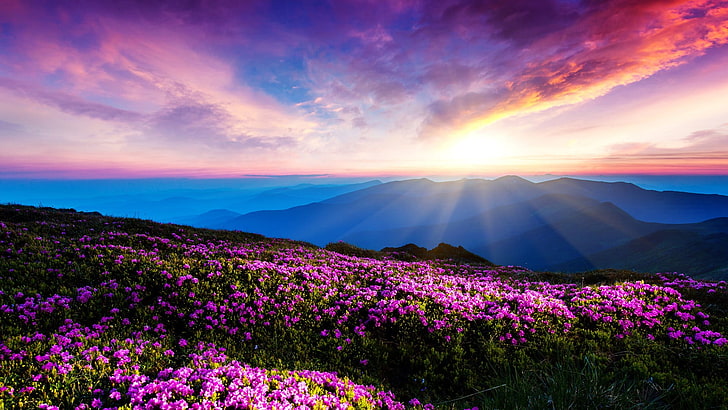 клумба с фиолетовыми цветочками обои, цветы, пейзаж, розовые цветы, горы, солнечный свет, солнечные лучи, Украина, HD обои
