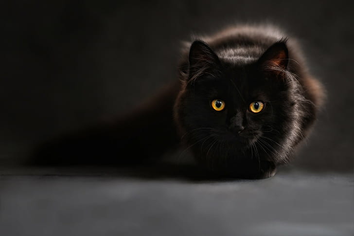 Kot, czerń, oczy, cień, Tapety HD