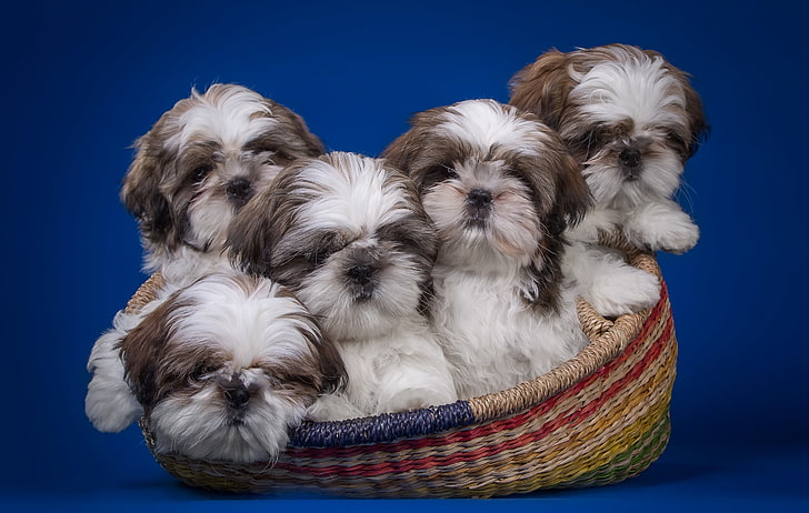 четири бели и кафяви кученца с дълго покритие, кошница, кученца, квинтет, Shih Tzu, HD тапет