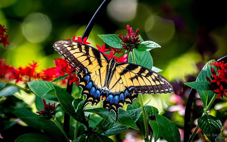 검정색과 노란색 나비, 나비, 자연, 곤충, 식물, 매크로, HD 배경 화면