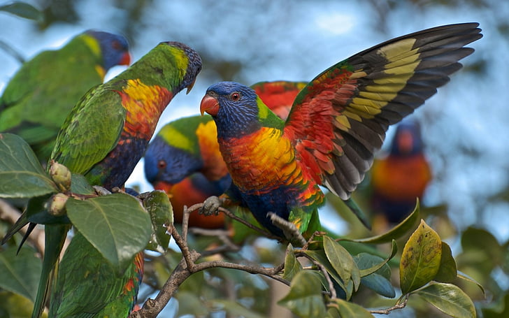 Birds, Rainbow Lorikeet, Parrot, HD wallpaper