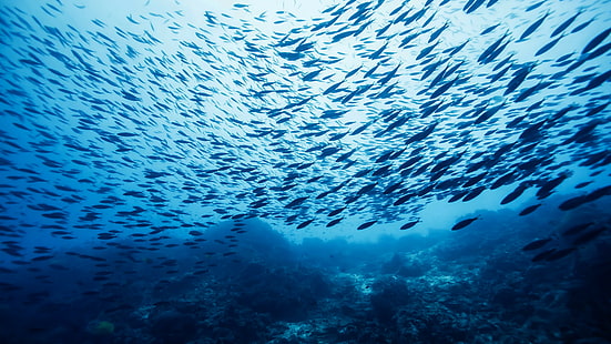 水中の魚の群れ、魚群、キャッスルロック、海、太平洋、大西洋、インド、水、青、底、水中、ダイビング、​​観光、世界最高のダイビングサイト、 HDデスクトップの壁紙 HD wallpaper