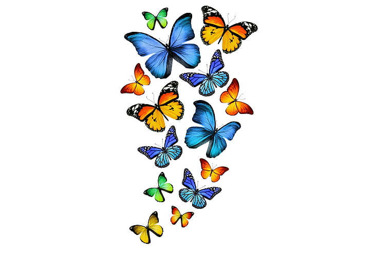 çeşitli renkli kelebekler illüstrasyon, kelebek, yeşil, sarı, mavi, kelebekler, HD masaüstü duvar kağıdı