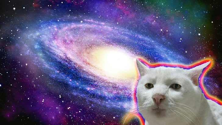 cat, space, HD wallpaper
