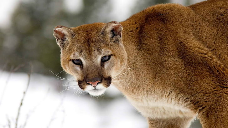 Mountain Lion Cougar HD ، الحيوانات ، الجبل ، الأسد ، طراز كوغار، خلفية HD