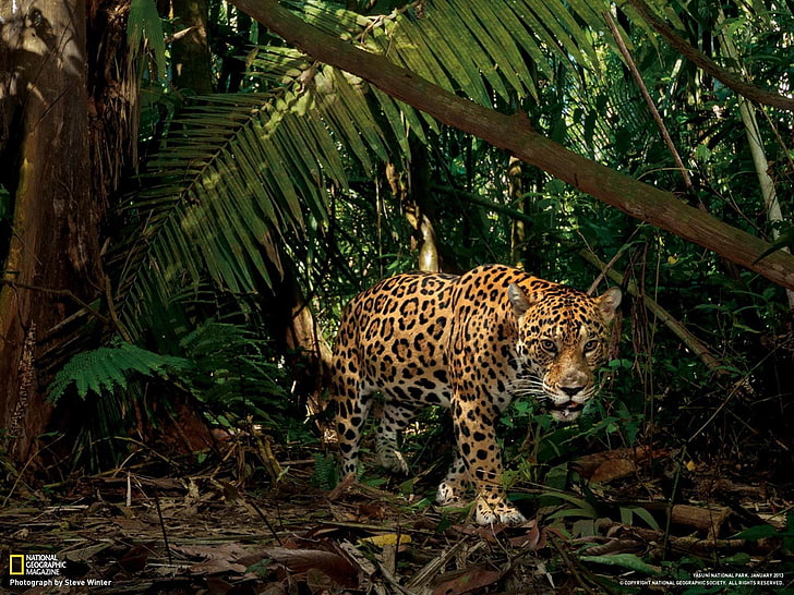 Обои Jaguar Ecuador-National Geographic, коричнево-черный леопард с наложением текста, HD обои