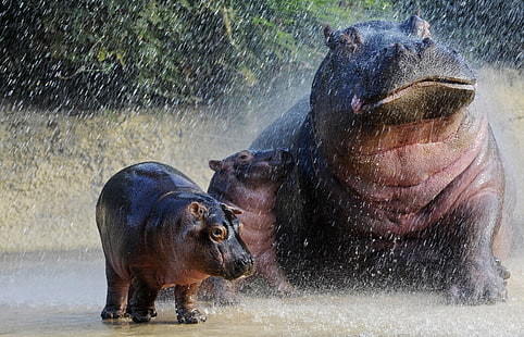 hipopótamo, HD papel de parede HD wallpaper