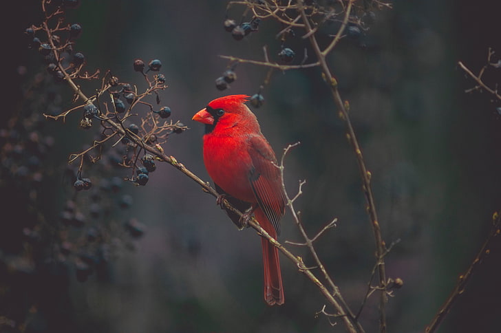 Northern cardinal bird, cardinal, red, bird, branch, HD wallpaper