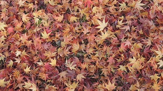 maple leaves, nature, leaves, fall, maple leaves, ground, HD wallpaper HD wallpaper
