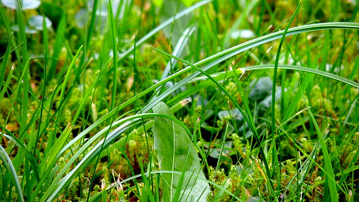 трева, пейзаж, HD тапет
