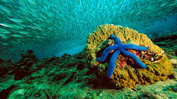 Blue Sea Star, Papua Nueva Guinea, Ocean Life, Fondo de pantalla HD