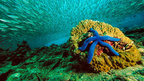 Blue Sea Star, Papua Nova Guiné, Ocean Life, HD papel de parede HD wallpaper