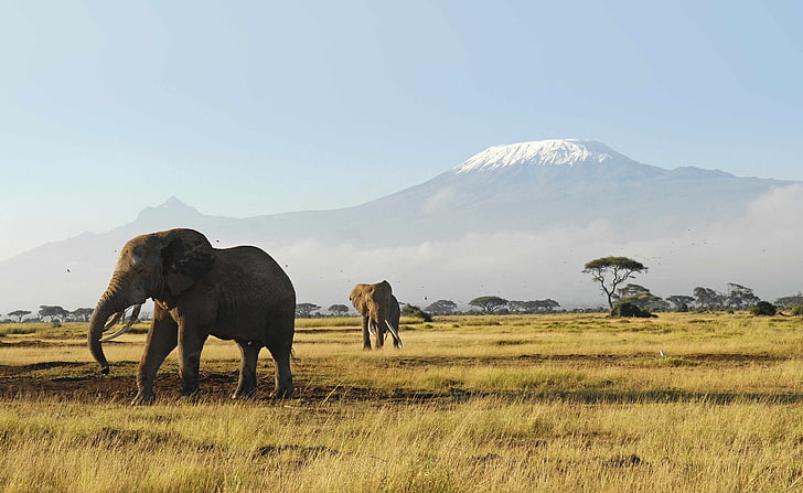 Afrikanska elefanter HD Wallpaper, elefant, Djur, Vild, Mount, Natur, Elefanter, Reserve, Kenya, Afrikansk, Afrika, Savannah, bevarande, vilda djur, kilimanjaro, safrai, gräs, amboseli, HD tapet