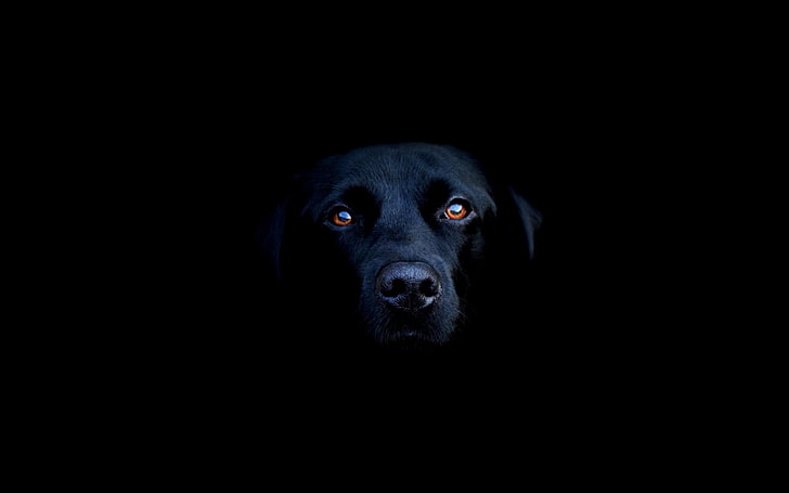 erwachsene schwarze Labrador Retriever, Hund, Labrador Retriever, HD-Hintergrundbild