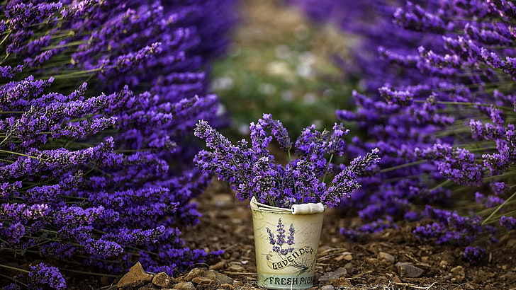 lavender plant, flowers, photography, bucket, lavender, purple flowers, depth of field, HD wallpaper