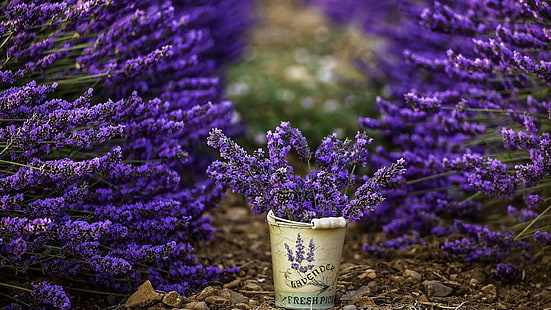 Lavendel Pflanze, Blumen, Fotografie, Eimer, Lavendel, lila Blüten, Schärfentiefe, HD-Hintergrundbild HD wallpaper