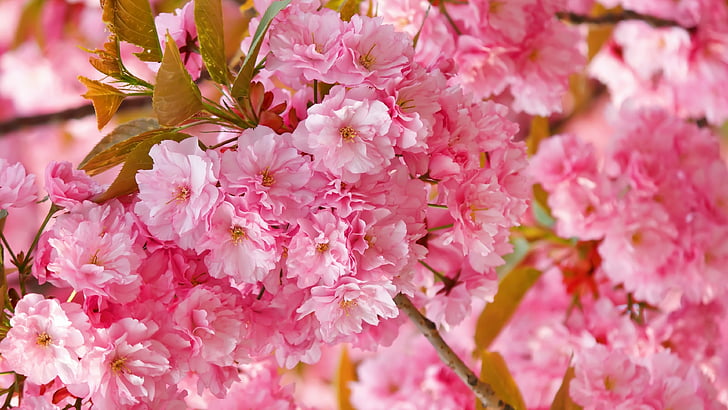 Sakura, 4k, HD duvar kağıdı, kiraz çiçeği, pembe, bahar, çiçekler, HD masaüstü duvar kağıdı