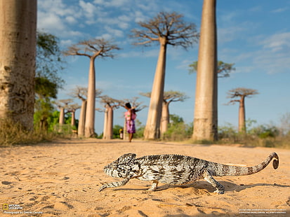 Баобаб деревья Мадагаскар-National Geographic фото .., коричневый и белый хамелеон, HD обои HD wallpaper