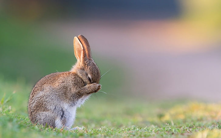 coniglio bianco e marrone, conigli, animali, Sfondo HD