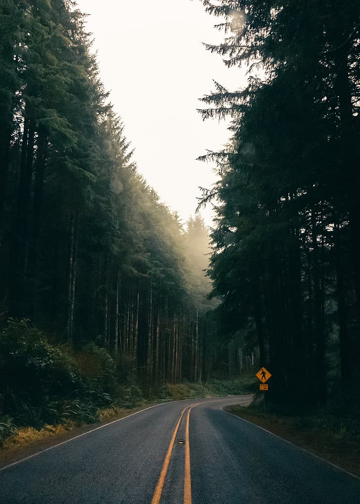 Nebel, Landschaft, Wald, Straße, Porträtanzeige, HD-Hintergrundbild, Handy-Hintergrundbild