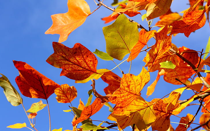 Autumn Colourful Leaves, daun musim gugur, daun musim gugur, latar belakang, Wallpaper HD