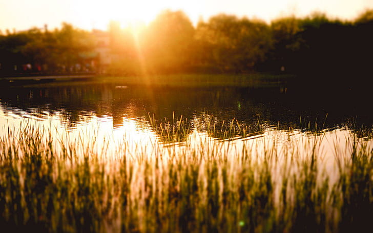 Слънчева светлина, отразяваща се в езерото, зелено линейно листно растение, фотография, 1920x1200, трева, езерце, слънчева светлина, HD тапет