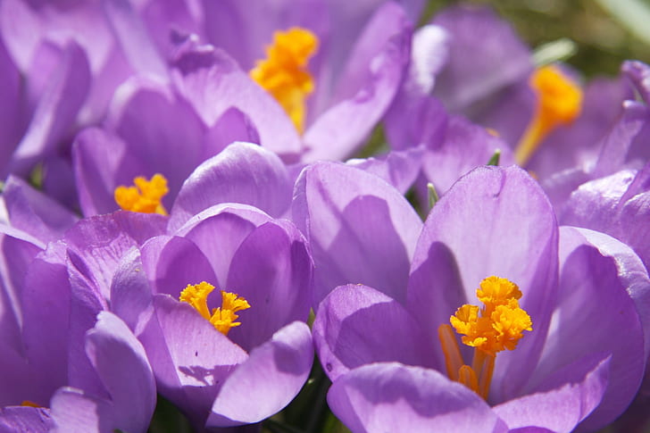 lila peteld blumen, krokusse, krokusse, krokusse, lila, frühling, frühlingsblumen, natur, pflanze, blume, blütenblatt, nahaufnahme, frühling, HD-Hintergrundbild