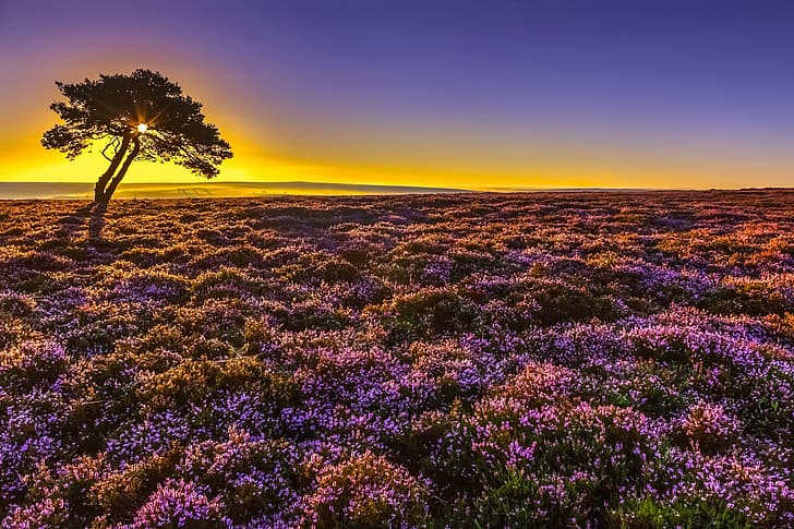 sunrise, tree, dawn, England, morning, North Yorkshire, Heather, North York Moors National Park, Borough of Scarborough, National Park the North York Moors, HD wallpaper