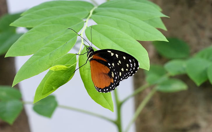 Schmetterling (WDS), Breitbild, Schmetterling, Schmetterlinge, Tiere, HD-Hintergrundbild