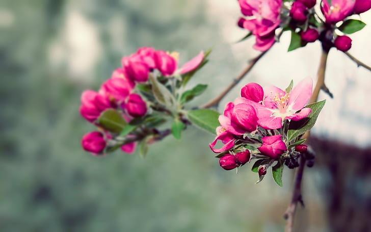 красота природы красивые цветущие ветви сад розовая весна дерево HD, розово-белый лепесток цветка, природа, цветок, красиво, дерево, розовый, красота, сад, весна, цветение, ветки, HD обои