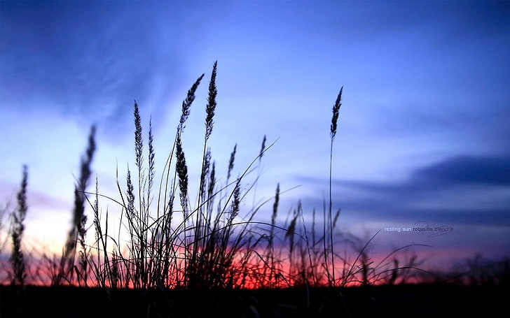 Weizenfeld, Schatten, Natur, HD-Hintergrundbild