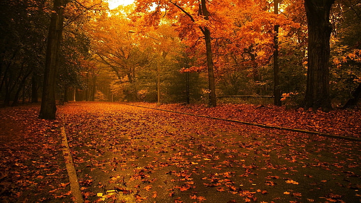 trees autumn rain roads maple leaf season 1600x900  Nature Seasons HD Art , autumn, Trees, HD wallpaper